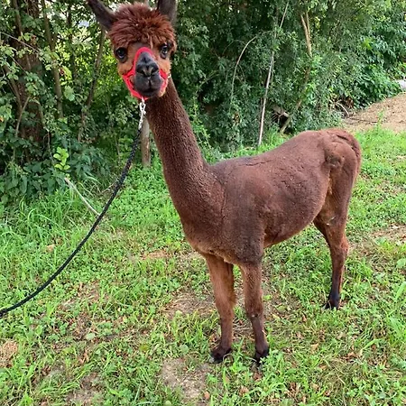 Séjour chez l'habitant Gaestehaus Ulbl
