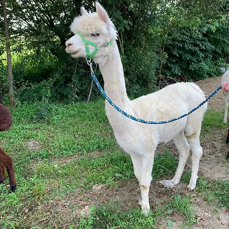 Homestay Gastehaus Ulbl Kitzeck im Sausal