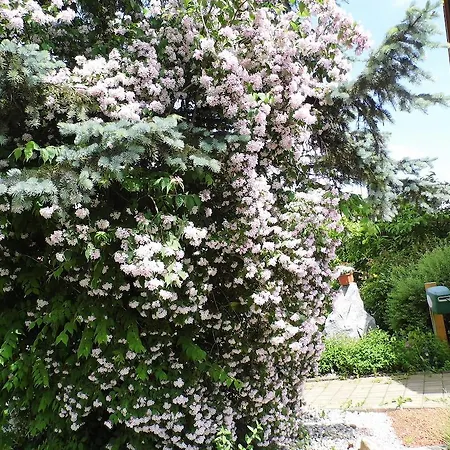 Homestay Gastehaus Ulbl *