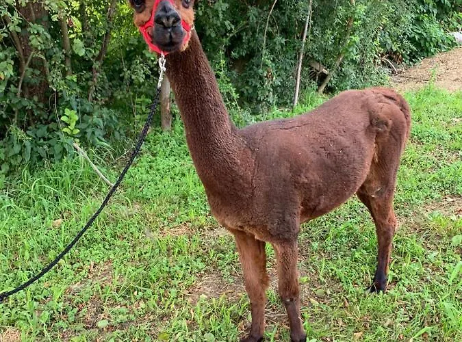 Homestay szállás Gaestehaus Ulbl