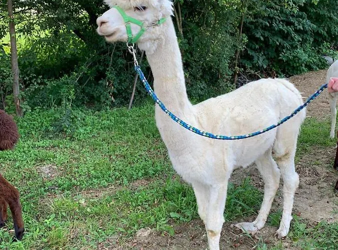 Homestay szállás Gaestehaus Ulbl Kitzeck im Sausal